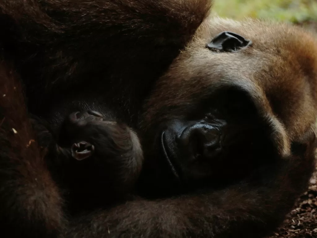 Seekor bayi laki-laki gorila dataran rendah Barat berumur lima hari dipegang oleh ibunya Buu di Bioparc Fuengirola di Fuengirola (REUTERS/Jon Nazca)