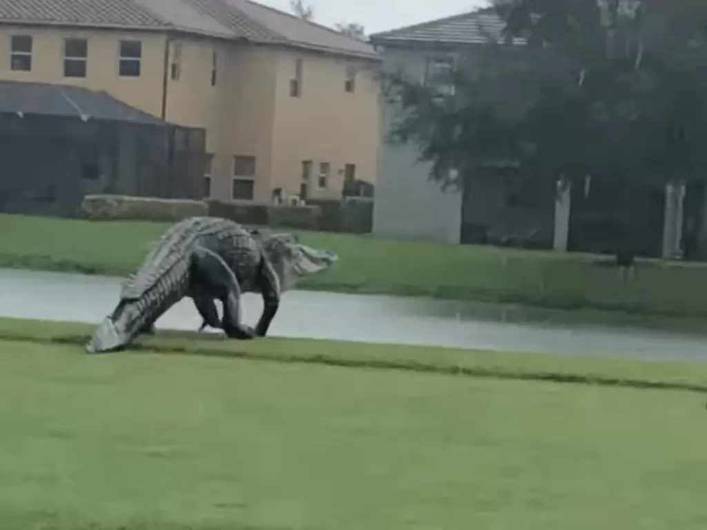 Seekor aligator berkeliaran di lapangan golf Florida. (Screenshoot/Facebook/Valencia Golf and Country Club)
