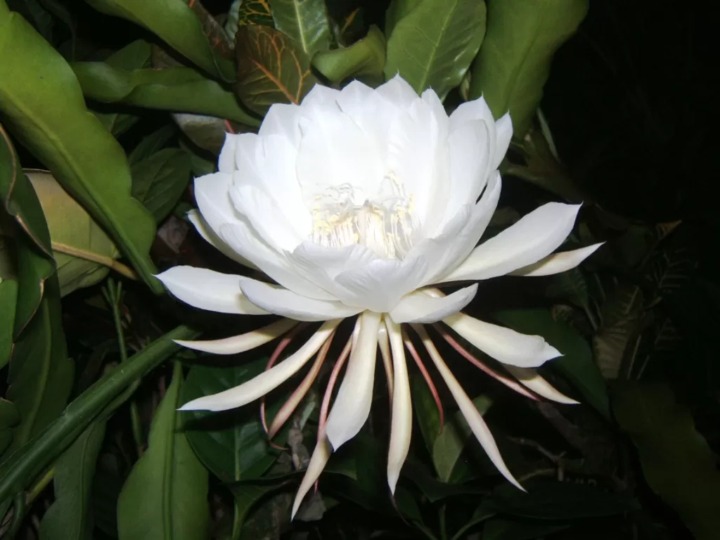 Bunga Kadapul, bunga termahal di dunia. (Snaplant.com)
