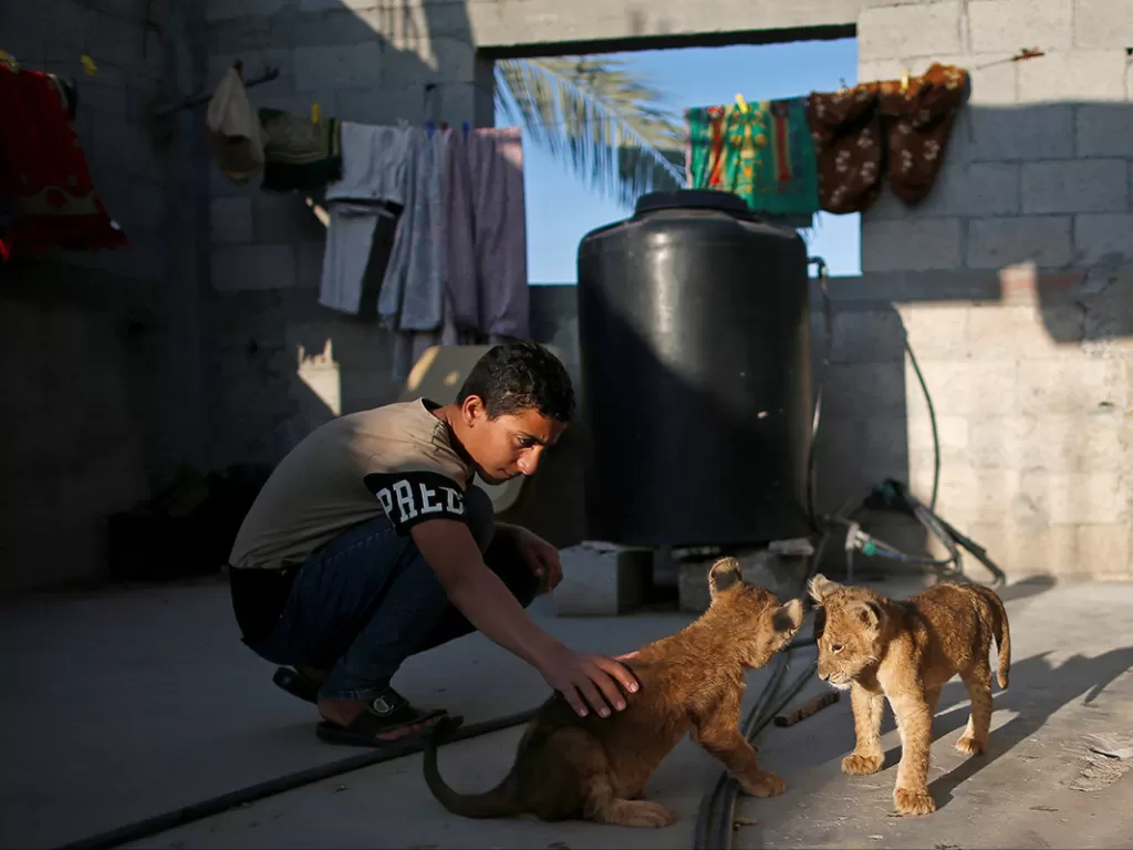 Seorang anak laki-laki bermain dengan dua anak singa peliharaan yang dibeli pria Palestina Naseem Abu Jamea dari kebun binatang setempat dan disimpan di atap rumahnya, di Khan Younis, di Gaza selatan. (Photo/Reuters/Suhaib Salem)