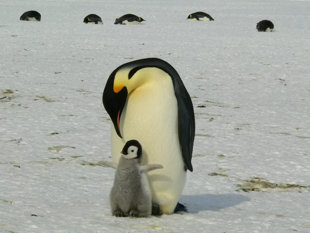 Ilustrasi penguin dan anaknya. (Pixabay/MemoryCatcher)