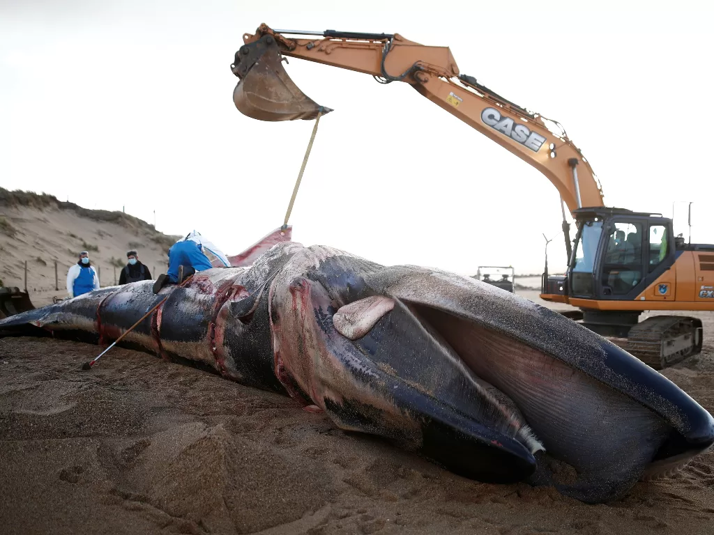 Para ahli di Observatoire Pelagis memeriksa mayat ikan paus sirip yang ditemukan terdampar di pantai di Saint-Hilaire-de-Riez, Prancis (REUTERS/Stephane Mahe)