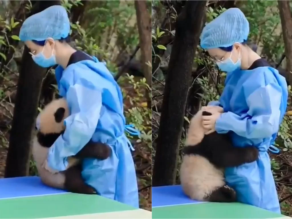 Seekor bayi panda menangis karena terjatuh dan ditenangkan oleh pengasuhnya (Twitter/@AnimalsWorId)