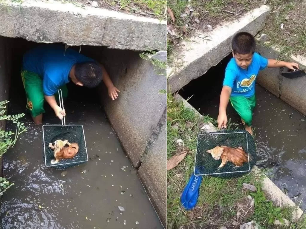 Seorang bocah masuk got demi menyelamatkan anak kucing (Facebook/Persatuan Haiwan Malaysia - Malaysia Animal Association)