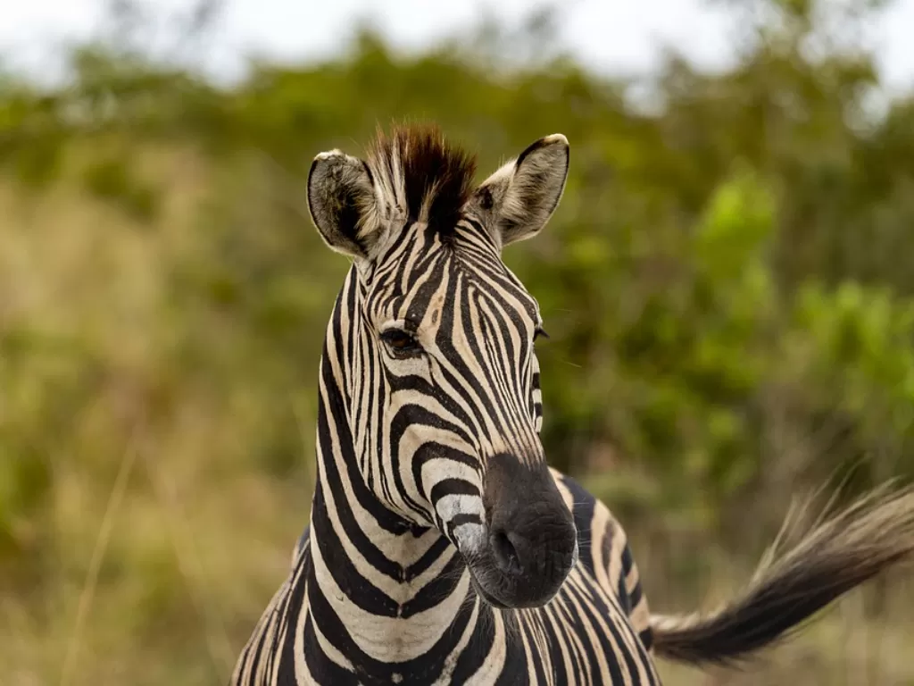 Zebra, hewan agresif yang sulit dijinakkan. (Pixabay/Elligraphix)