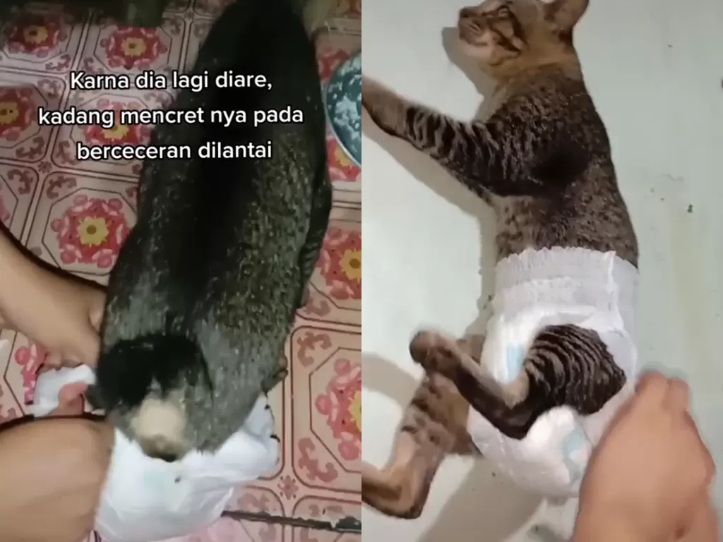 Cuplikan video saat kucing yang memakai pembalut. (photo/ TikTok/@dinife18)