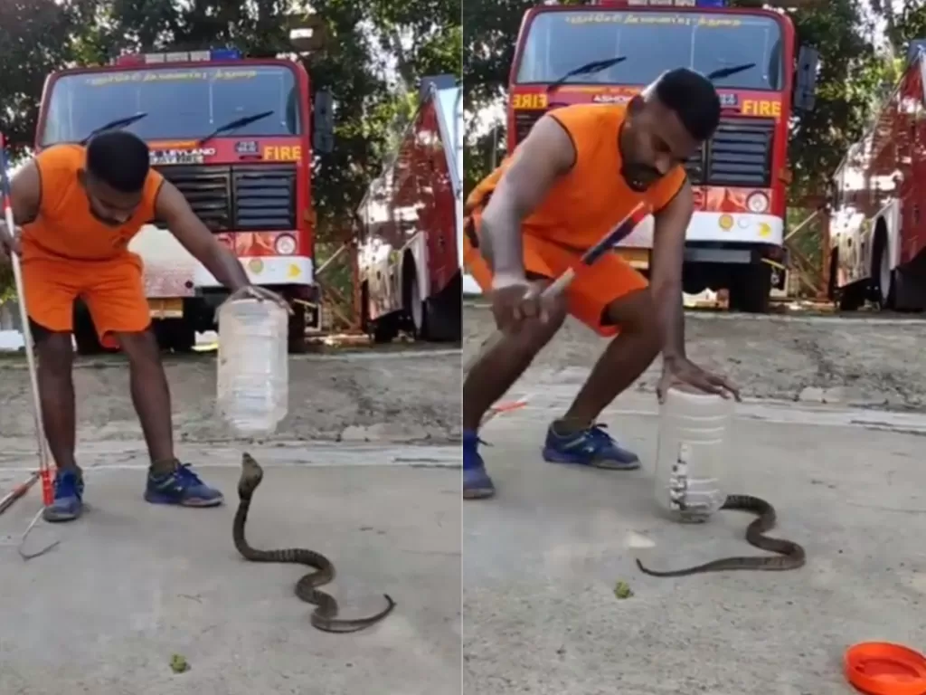Cuplikan video saat pria yang menangkap ular dengan toples. (photo/TikTok/@vs.senthil)