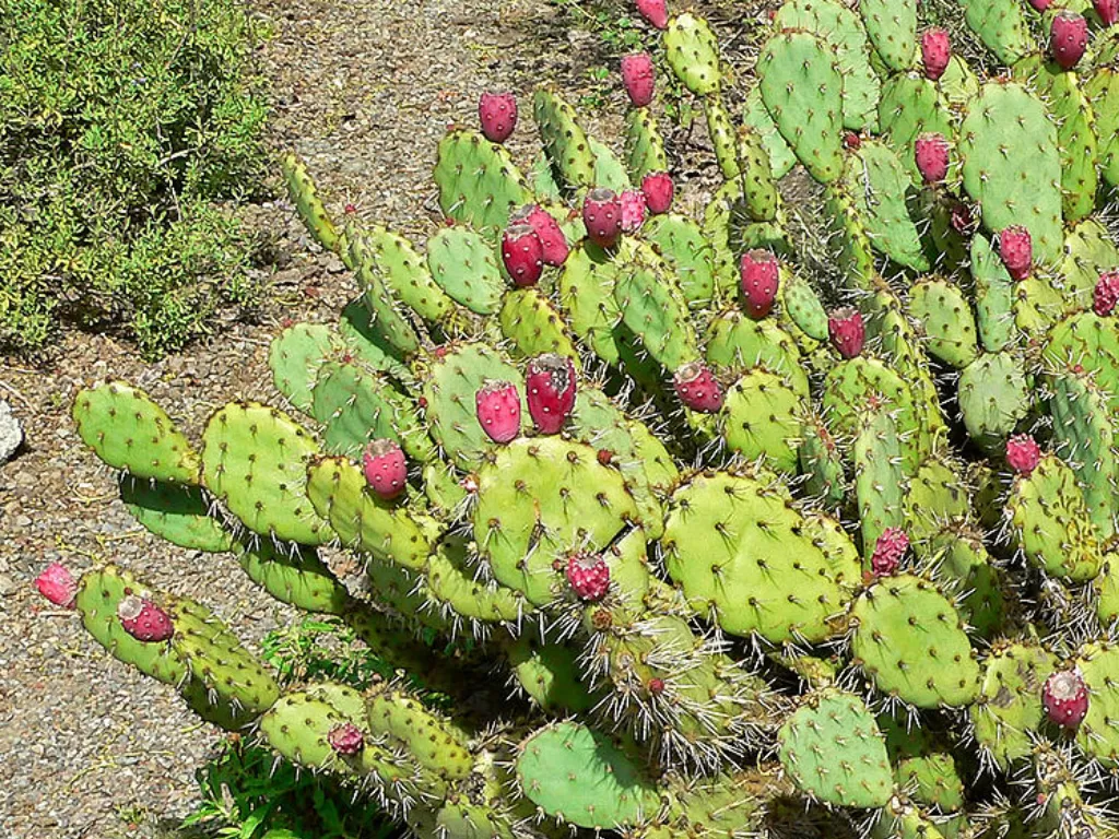 Kaktus pir berduri. (Wikipedia)