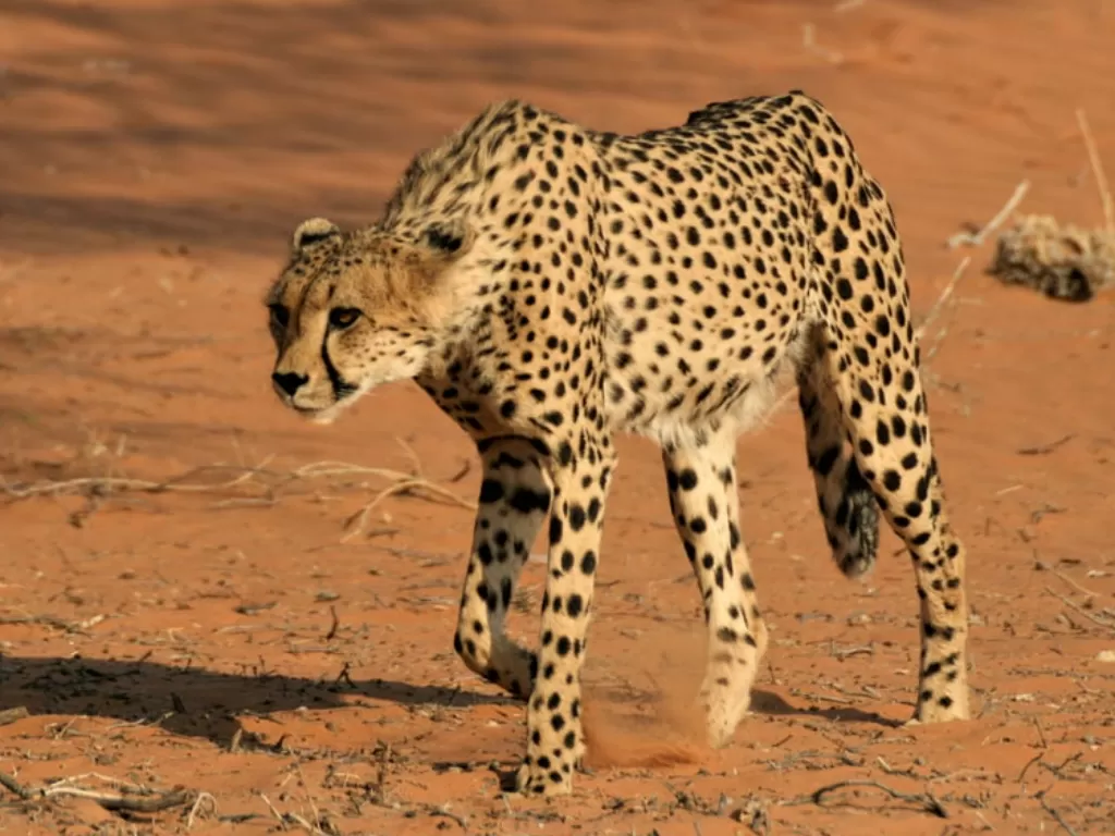 Cheetah, hewan darat tercepat di dunia. (Unsplash/@glencarrie)