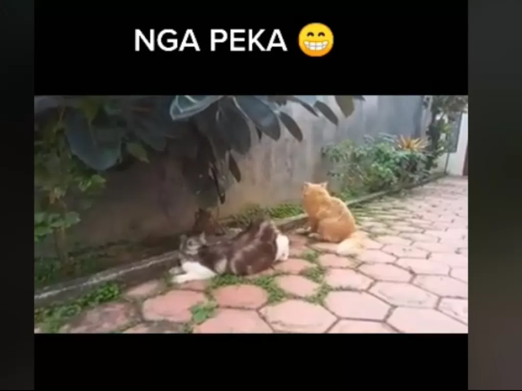 Kucing jantan dan betina viral (Tiktok)