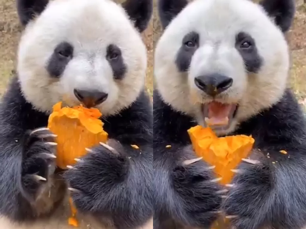 Cuplikan video saat panda makan buah. (photo/Twitter/@AnimalWorld)