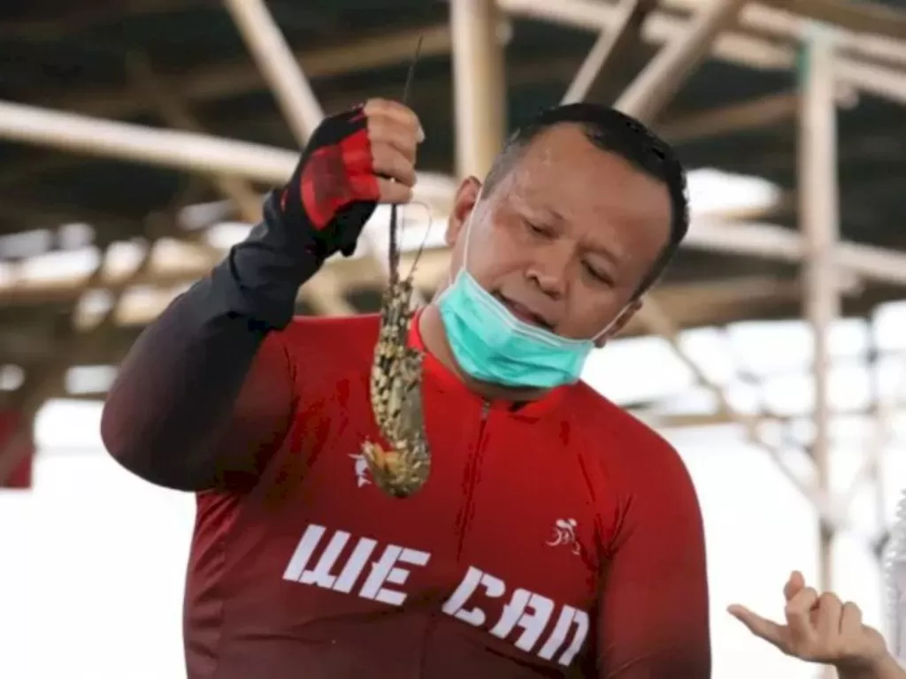 Menteri Kelautan dan Perikanan Edhy Prabowo memegang hasil pembudidayaan lobster. (ANTARA/HO/Dokumentasi KKP)