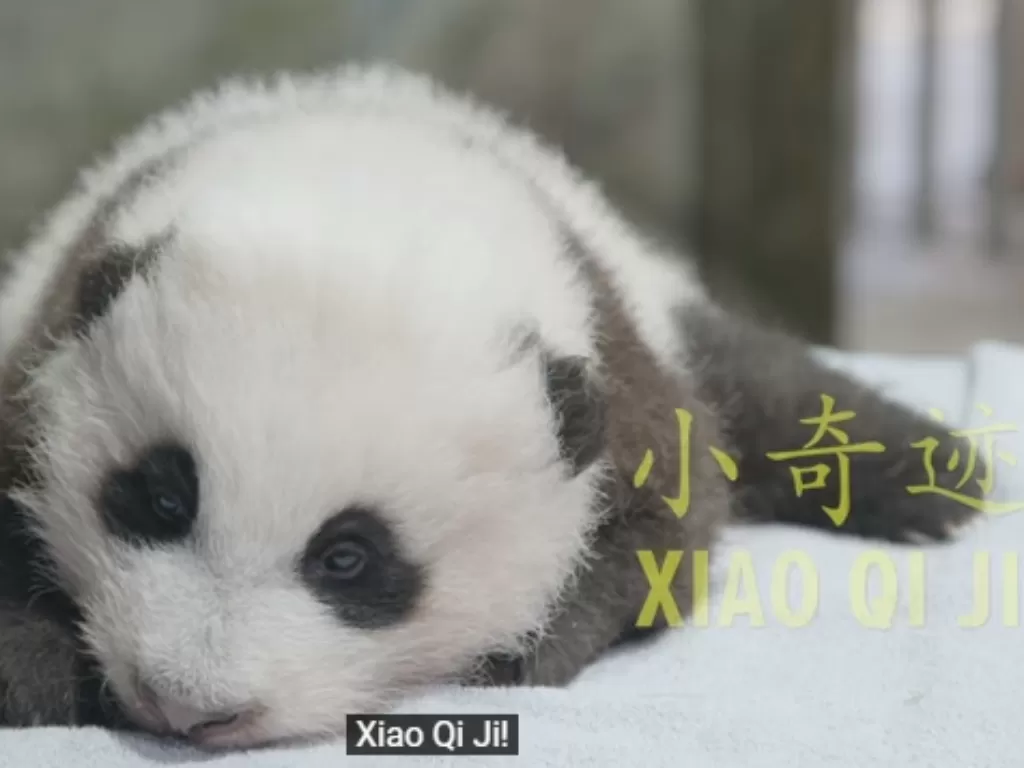 Xiao Qi Ji, anak panda umur 3 bulan yang lahir di kebun binatang Smithsonian, AS. (Screenshoot/YouTube/ Smithsonian's National Zoo)
