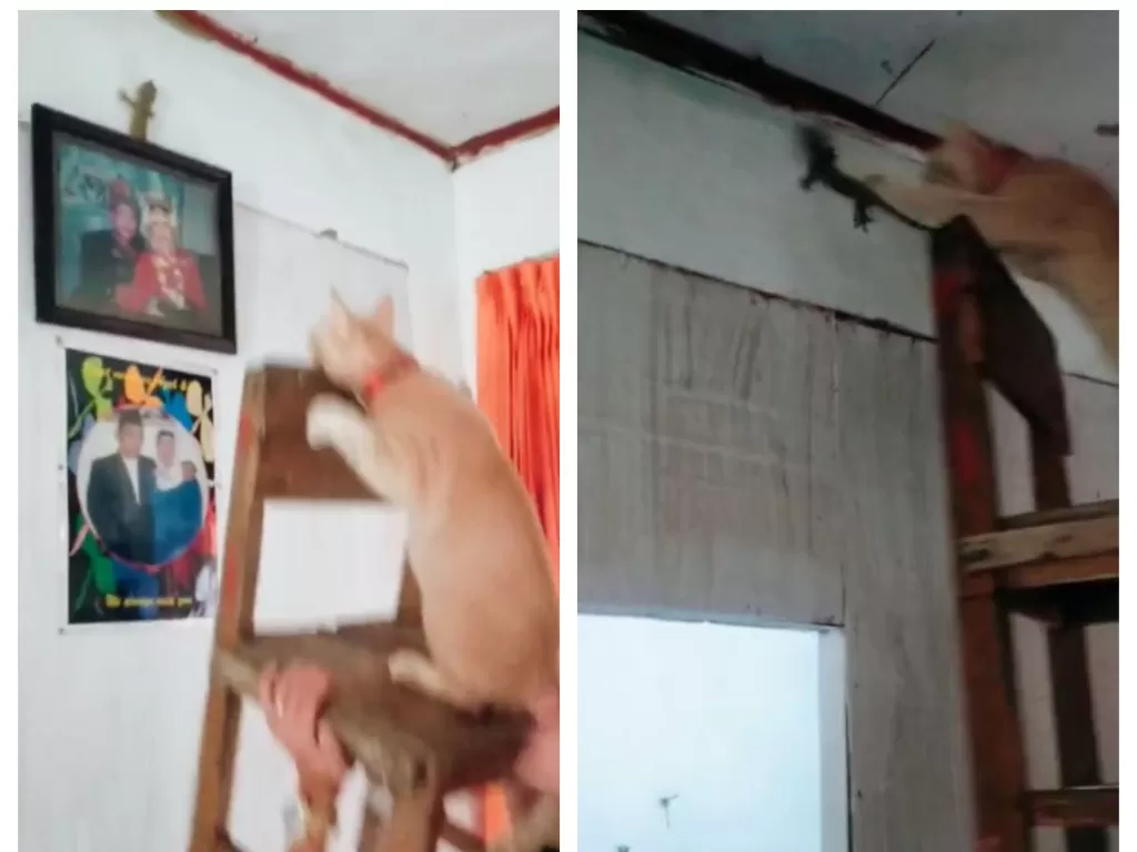 Kucing Oren berburu tokek dibantu pemiliknya naik bangku. (TikTok/@kokomarkoto)