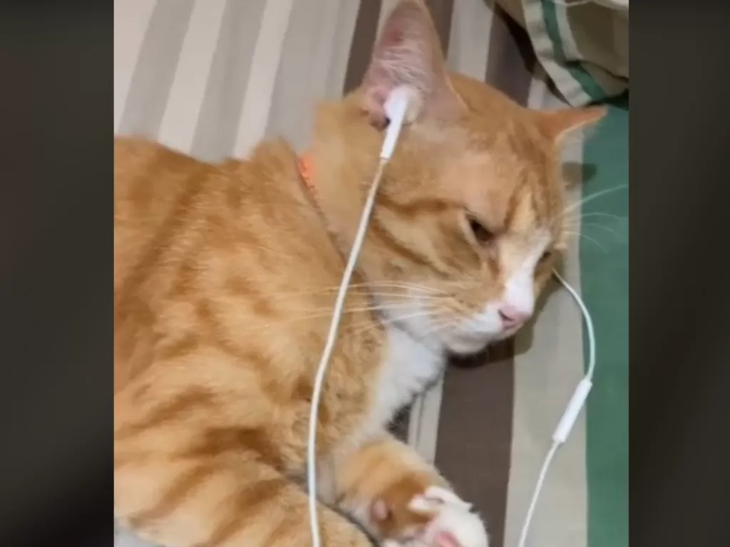 Kucing oranye sedang dirukyah pemiliknya viral (Tiktok)