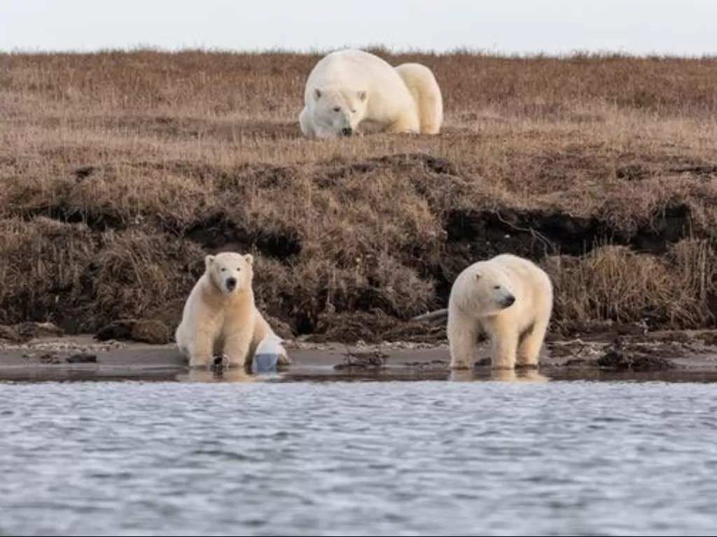 Beruang kutub dan sampah plastik. (Media Drum World/Danny Sullivan)