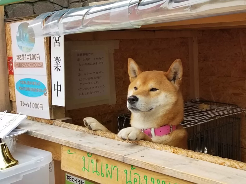 Anjing penjaga kios ubi panggang di Hokkaido, Jepang. (Tiffany Lukk / Lonely Planet)