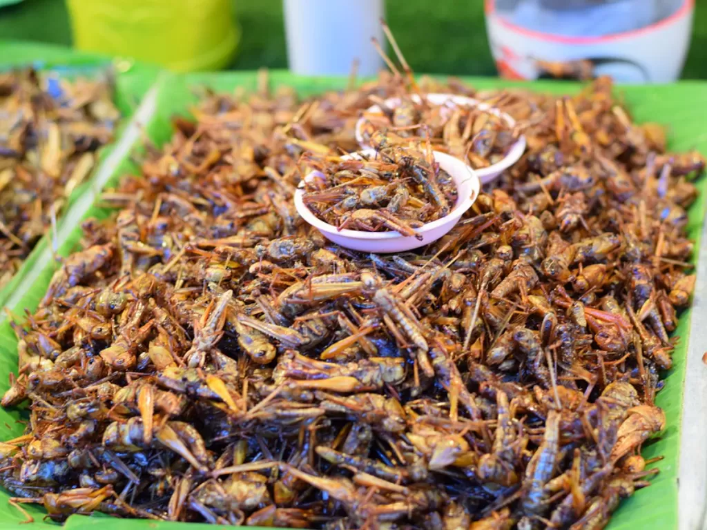 Ilustrasi serangga sebagai makanan. (Pixabay/SadiaK123)