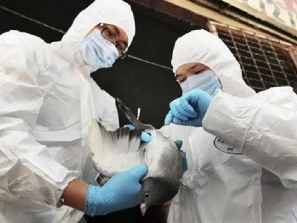 Ilustrasi petugas kesehatan memeriksa kondisi unggas sebagai antisipasi penyebaran flu burung. (Antara/Reuters)