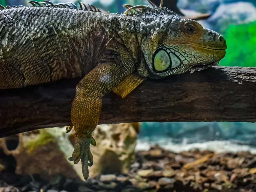 Ilustrasi iguana yang mendinginkan badan. (Pixabay/dimitrisvetsikas1969)