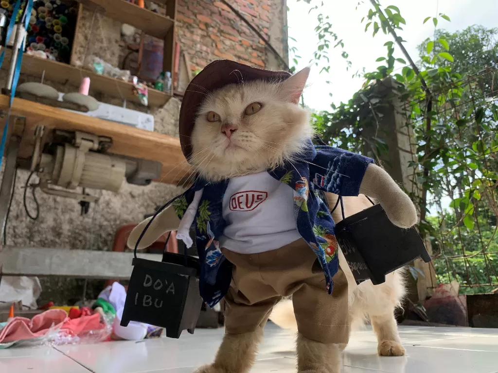 Seekor kucing memakai kostum cosplay di Bogor (REUTERS/Yuddy Cahya)