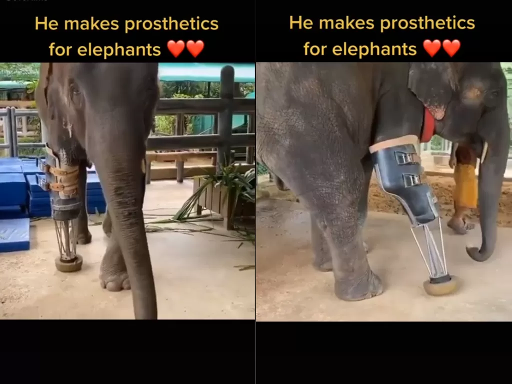 Cuplikan video seekor gajah yang menggunakan kaki palsu. (photo/TikTok/overtime)