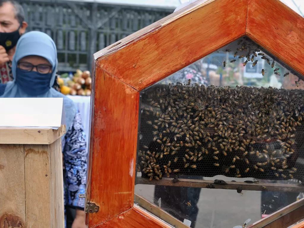 Pengunjung melihat budidaya lebah madu Trigona (ANTARA FOTO/Arif Firmansyah)