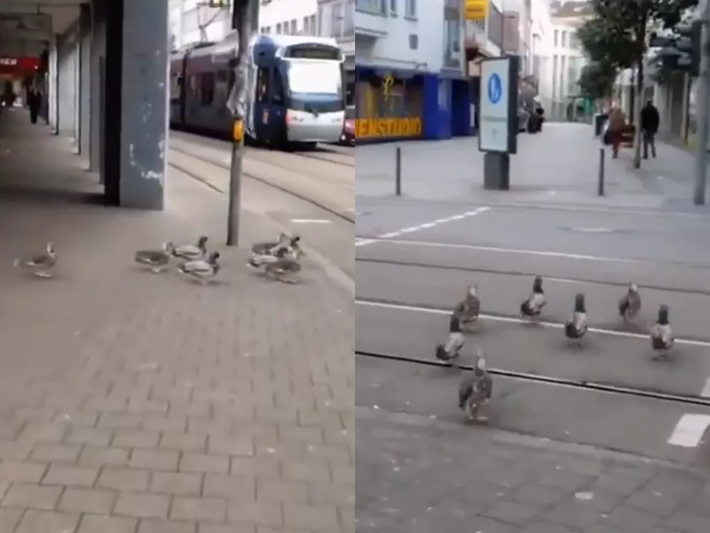 Cuplikan video saat bebek-bebek yang menyebrang jalan. (photo/Twitter/@TheoShantonas)