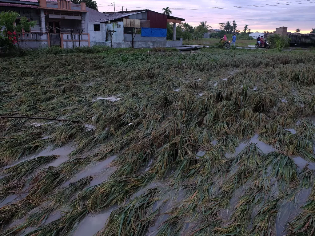 Warga berada di dekat tanaman padi yang rusak pascabanjir (ANTARA FOTO/Irsan Mulyadi)