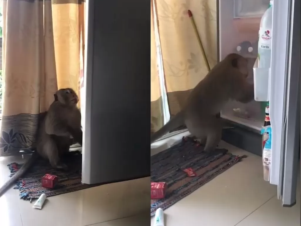 Cuplikan video monyet yang curi jus jeruk di kulkas apartemen. (photo/Youtube/ViralPress)