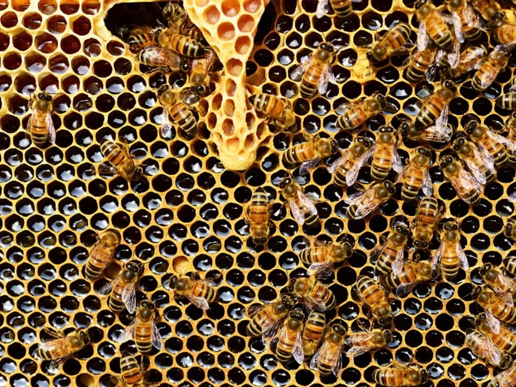Ilustrasi lebah madu. (Pixabay/PollyDot)