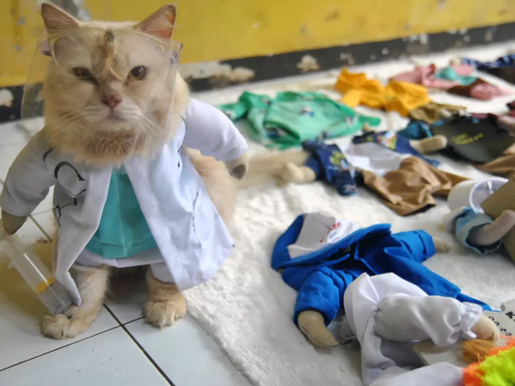 Seekor kucing mengenakan aksesoris busana profesi dokter (ANTARA FOTO/Arif Firmansyah)