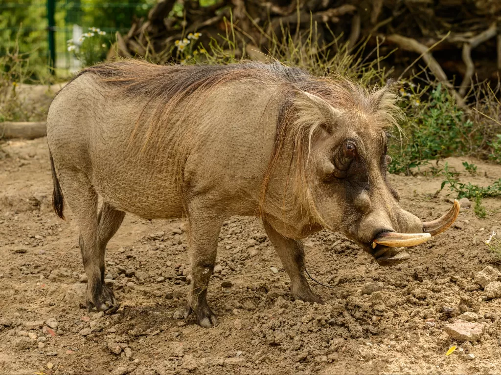 Ilustrasi babi hutan. (Photo/Ilustrasi/Pexels)