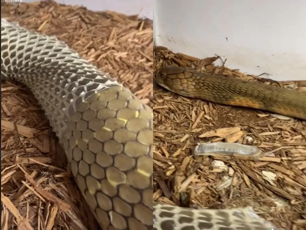 Cuplikan video ular ganti kulit. (photo/TikTok/@ntwrk)