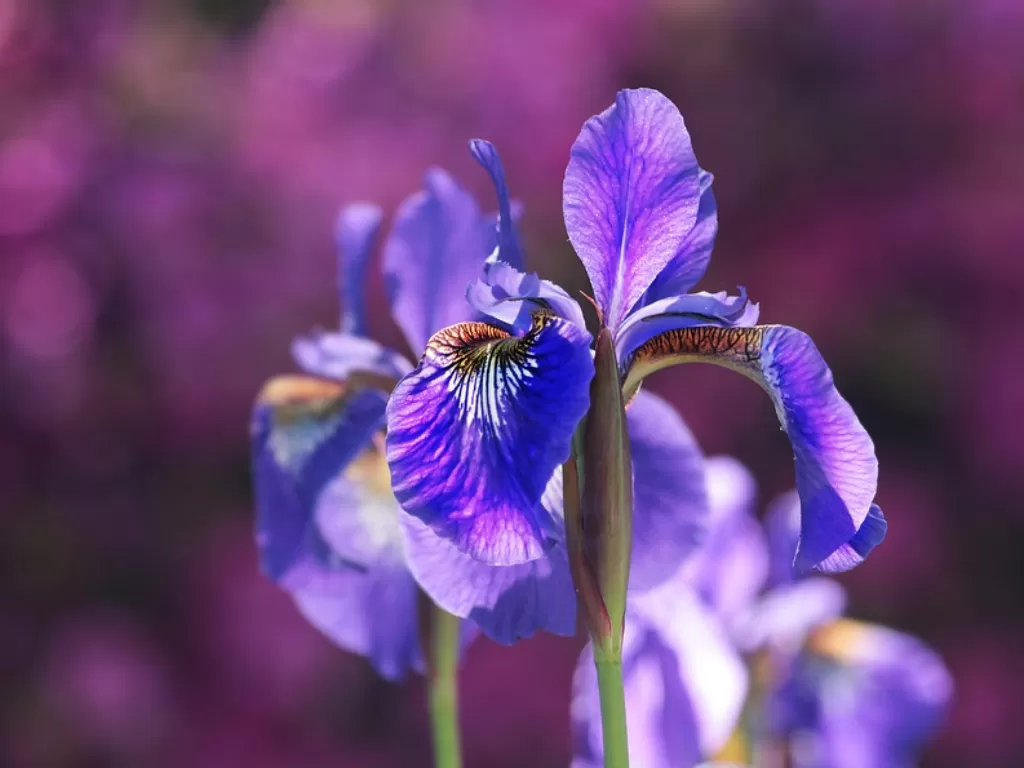 Bunga Iris, bunga nasional Prancis. (Pixabay/Pixel2013)