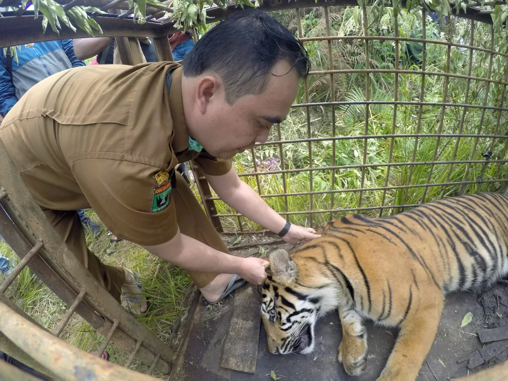 Dokter hewan memeriksa kondisi harimau sumatera (ANTARA FOTO/Iggoy el Fitra)