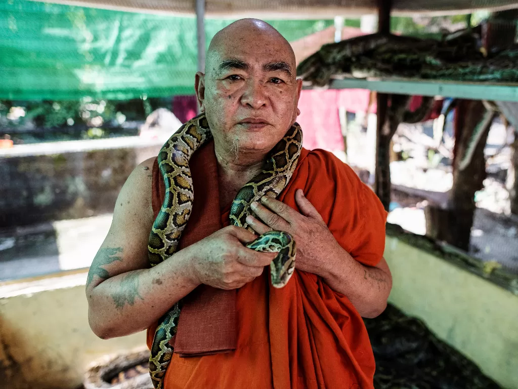 Biksu yang menjaga ular di pinggiran Yangon, Myanmar, 26 November 2020. (photo/REUTERS / Shwe Paw Mya Tin)