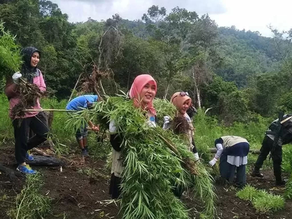 Personel BNN Provinsi Aceh mencabut tanaman ganja di ladang seluas empat hektare di Desa Lamreh, Kecamatan Mesjid Raya, Aceh Besar, Rabu (9/12/2020). (Photo/Antara/M Haris SA)