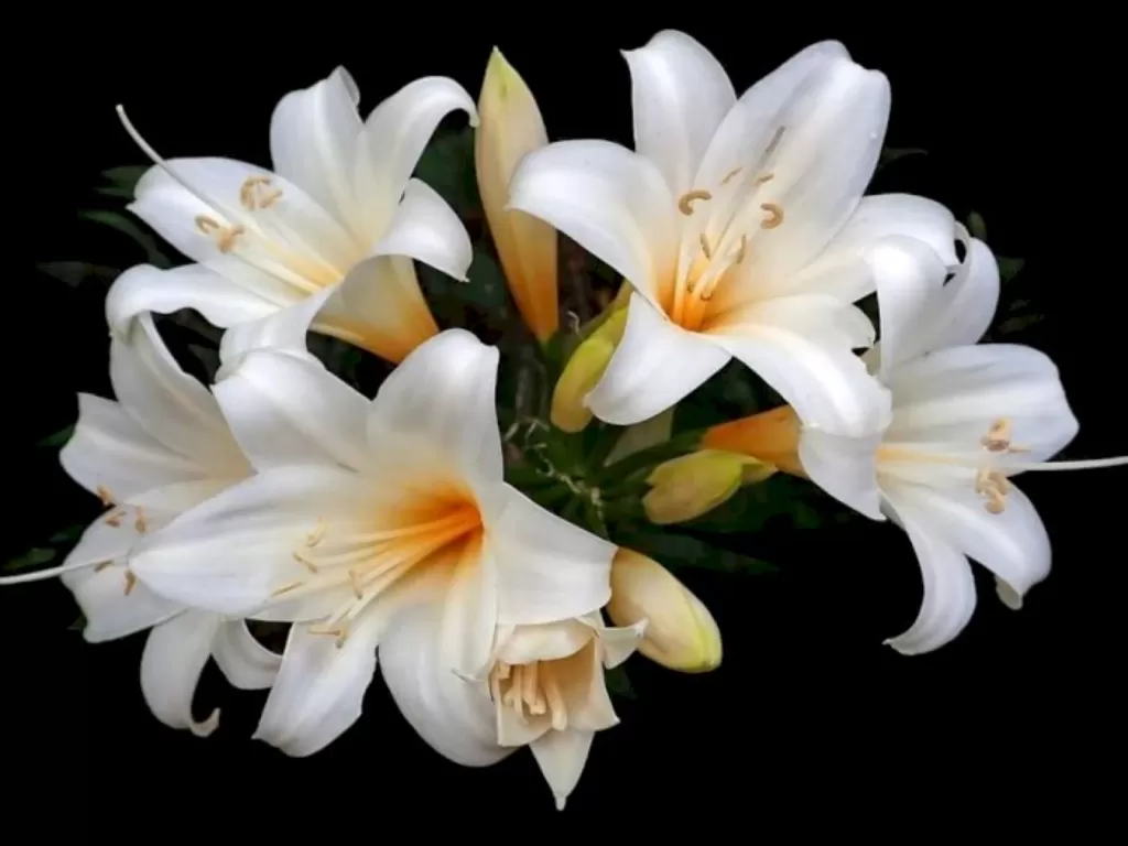 Bunga Lily. (Pixabay Buntysmum)