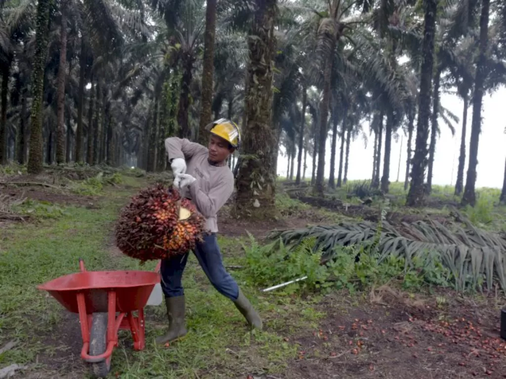 Industri kelapa sawit di Indonesia. (Antara/FB Anggoro)