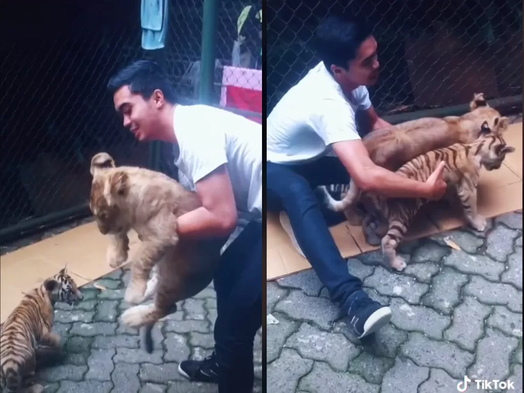 Cuplikan video saat pria yang bermain bersama bayi singa dan harimau. (photo/TikTok/@oceppawangsinga)