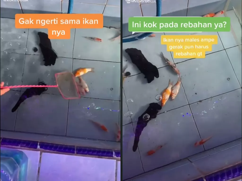 Cuplikan video saat ikan yang lagi rebahan di dalam air. (photo/TikTok/@koko.botak)