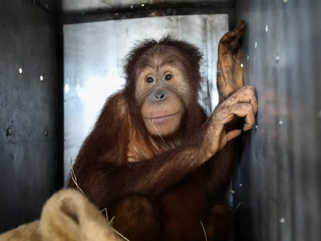 Orangutan yang disita dari perbatasan Thailand-Malaysia 3 tahun lalu terlihat di kandang sebelum dipindahkan ke Indonesia, di bandara di Bangkok, Thailand, (17/12/2020). (REUTERS/SOE ZEYA TUN)