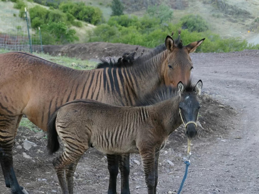 Zorse, hewan hibrida Zebra dan Kuda. (Flickr/equizotics)