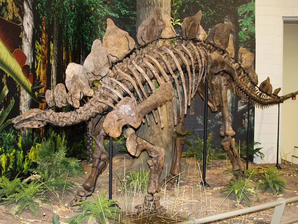 Salah satu kerangka dinosaurus Stegosaurus. (Wikipedia)