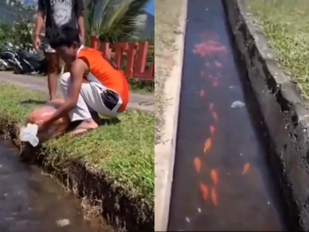 Cuplikan video pemuda yang tebar ikan di saluran Irigasi. (photo/Instagram/@punapibali)