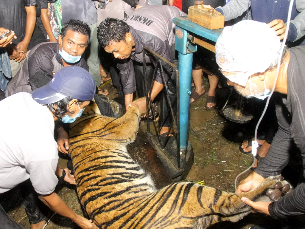 Petugas BKSDA Aceh bersama tim dokter hewan menimbang Harimau Sumatera liar (ANTARA FOTO/Syifa Yulinnas)