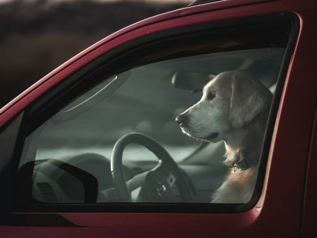 Ilustrasi seekor anjing yang duduk di kursi pengemudi mobil (Ilustrasi/Unsplash/Anvesh)