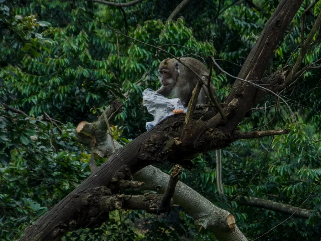 Seekor Monyet Ekor Panjang memakan sisa makanan dari kantong plastik (ANTARA FOTO/Novrian Arbi)