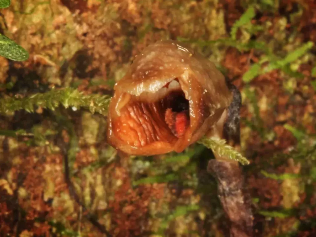 Anggrek paling jelek, Gastrodia agnicellus. (Livescience/Rick Burian)